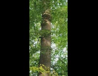 Two pet squirrel run and chases each other on the tree