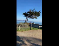 Dog sunglasses pink shirt sit under tree