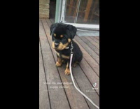 Collab BitchMP - Black puppy before and after grown up with ugly fur