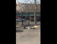 Pigeons eat from pizza box on ground