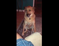 Brown dog shake back legs carpet rug