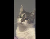 Zoom in to face of pet cat