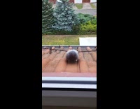 Pigeon tries eating food falls on roof