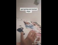 Large white dog smiles and bares teeth 