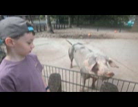 Kid not happy to see pig