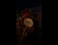 Dandelion plant burned with a lighter in slow motion