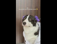 Collab BitchIG2 - Dog wants ups driver to leave package and go