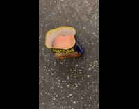 Open can of Spam on train floor