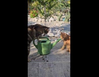Two cats drink water from plant sprinkler