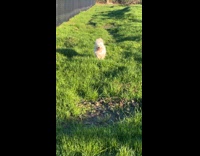 Dog run towards the filmer at yard