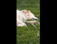 Dog only responds to a specific word while sleeping 