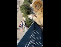 Monkey munches on chocolate with overlooking view