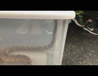 Little boy yells at snake in white container on subway train