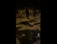 Collab BitchMP - Penguins inside of zoo exhibit is there a cody maverick here