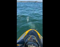 Pods of dolphins swims underneath the jet ski