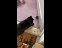 Black cat slap and remove door stopper