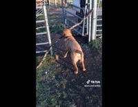 Collab Clips MPUGC2 - Dog tries to get past gate with stick 