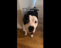Submitter acting like his pet pitbull si attacking him