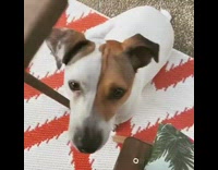 Brown white dog sits orange chevron mat 