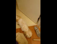 Woman opens bathroom door dog comes out