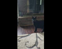 Pet cat sneezes and licks the snot on its face while owner reacts