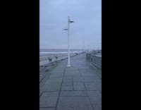 Five deer walk across empty beach 