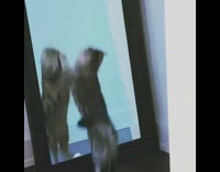 Brown kitten cat jumps at mirror reflection 