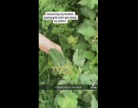 Girl tricks brother into thinking girls cant get stung 