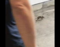 Rat enters subway station walks back out 