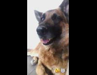 Dog German Shepherd boomerang eye wink
