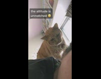 Orange cat scratches girls ear