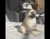 Pug dog sits straw chair tilts head