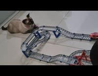 Cat plays with toy car on track Part 1