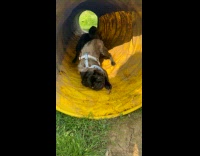 Collab PLC - Pug on Zoomies Slips Off Repeatedly inside Tunnel