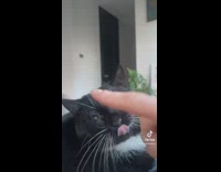 Owner pretends to use cat whiskers as guitar string