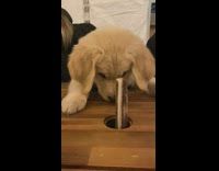 Collab Clips MPUGC2 - Small baby hole retriever trying to grab treat stick