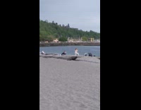 Woman white leggings exercise step up and down wood log beach 