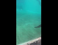 Dolphin curious with bubbles wand toy aquarium