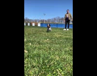 Dog with floppy ears runs across grass