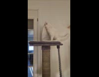 White cat on tower bite remove mat