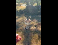 Derpy deer stands and stares at filmer