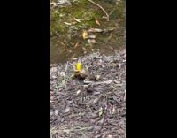 Collab Clips MPUGC - Frogs wrestling by the creek 