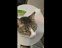 Collab PLC - Lady Pet Sick Cat with collar on her Lap