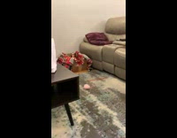 Collab BitchMP - Cat runs out of box knocks over glass