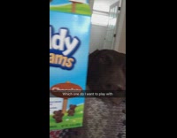 brown dog laying on owners lap with  teddy grahams 