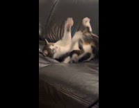 Cat randomly catching tail