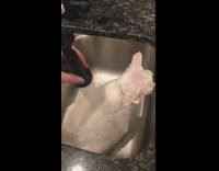 White cat calmly sits and takes a bath in kitchen sink