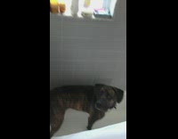 Guy moves shower curtain large brindle dog