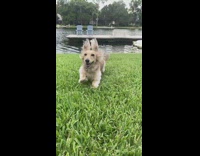 Brown dachshund dog runs across grass lake