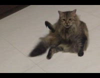 Grey brown cat sits grooms itself 